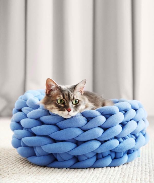 gato de cama azul