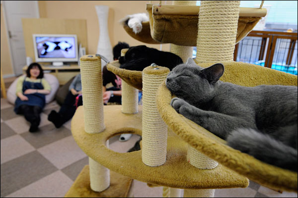 Paseo y casa para gatos