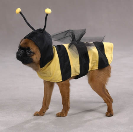 Perro disfrazado de abeja