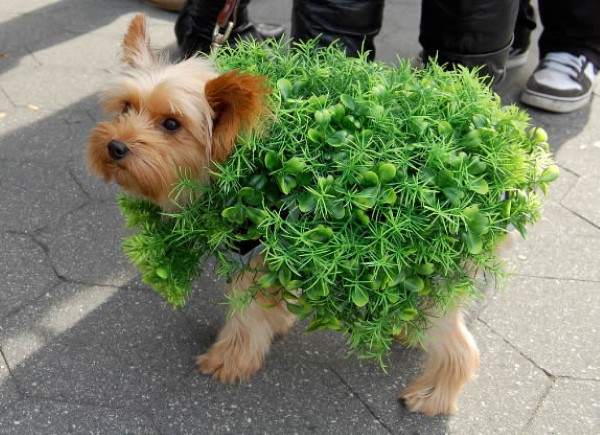 Perro vestido de bush