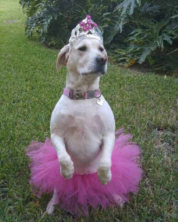 Perro disfrazado de bailarina