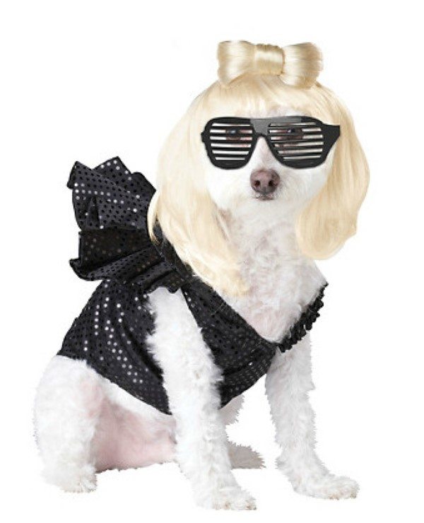 Perro con disfraz de Lady Gaga