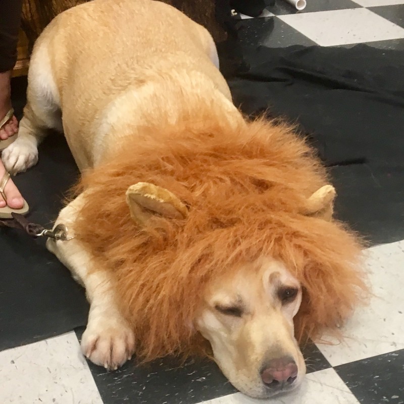Perro disfrazado de león