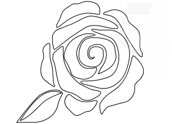 rosa